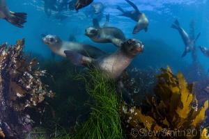 Sea Lions playing by Stew Smith 